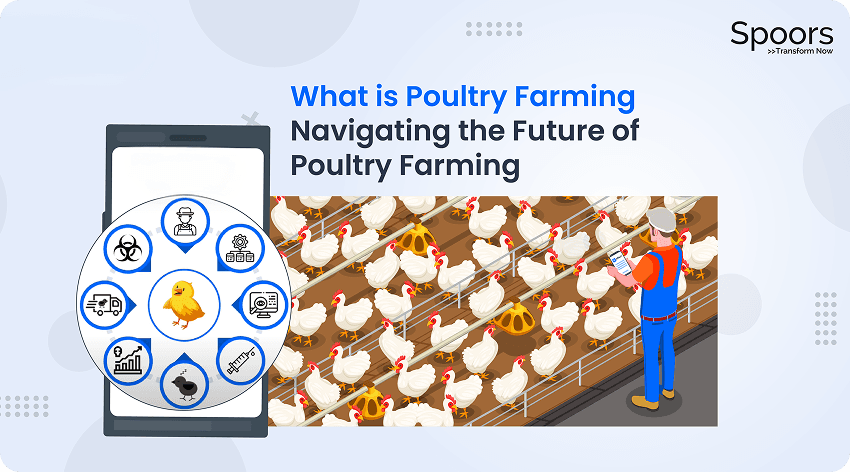 What is Poultry Farming: Navigating the Future of Poultry Farming